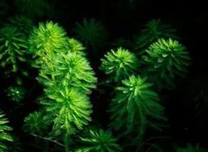 -沉水植物粉绿狐尾藻